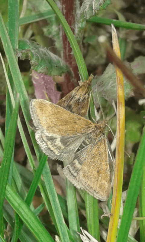 Crambidae : coppia di Pyrausta despicata